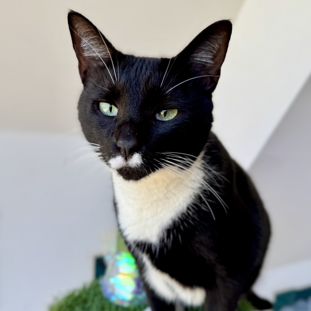 Mallory - Domestic Shorthair