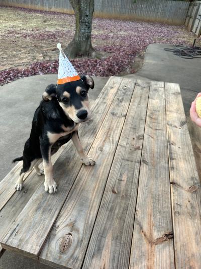 One of the puppies wearing a celebratory hat after being adopted