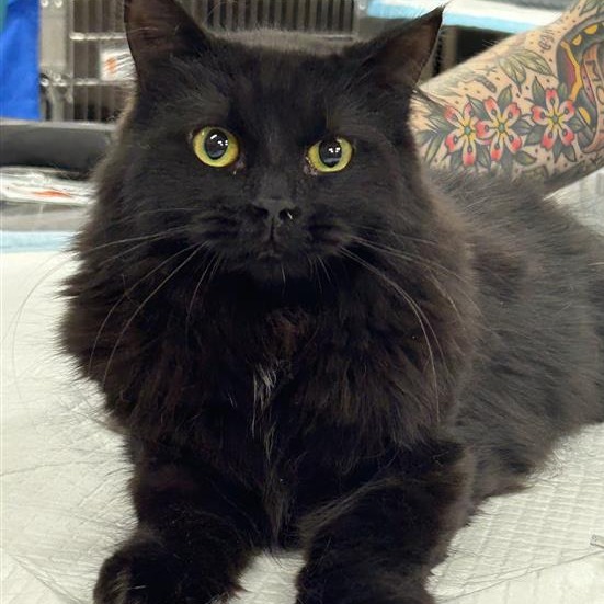 Russet - Domestic Longhair