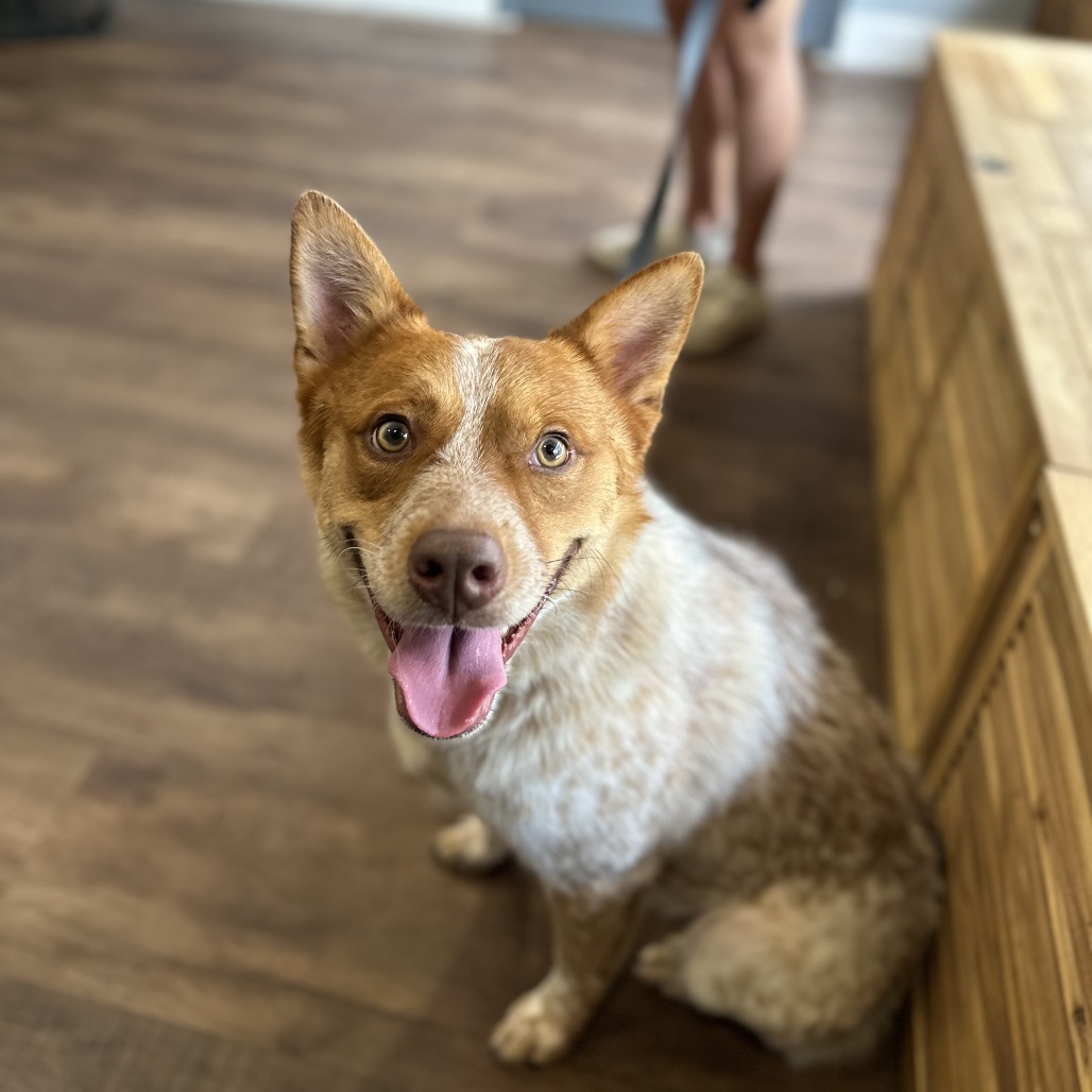 Cedar - Cattle Dog