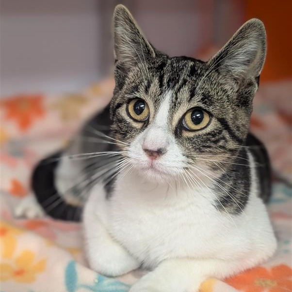 Uma - Domestic Shorthair