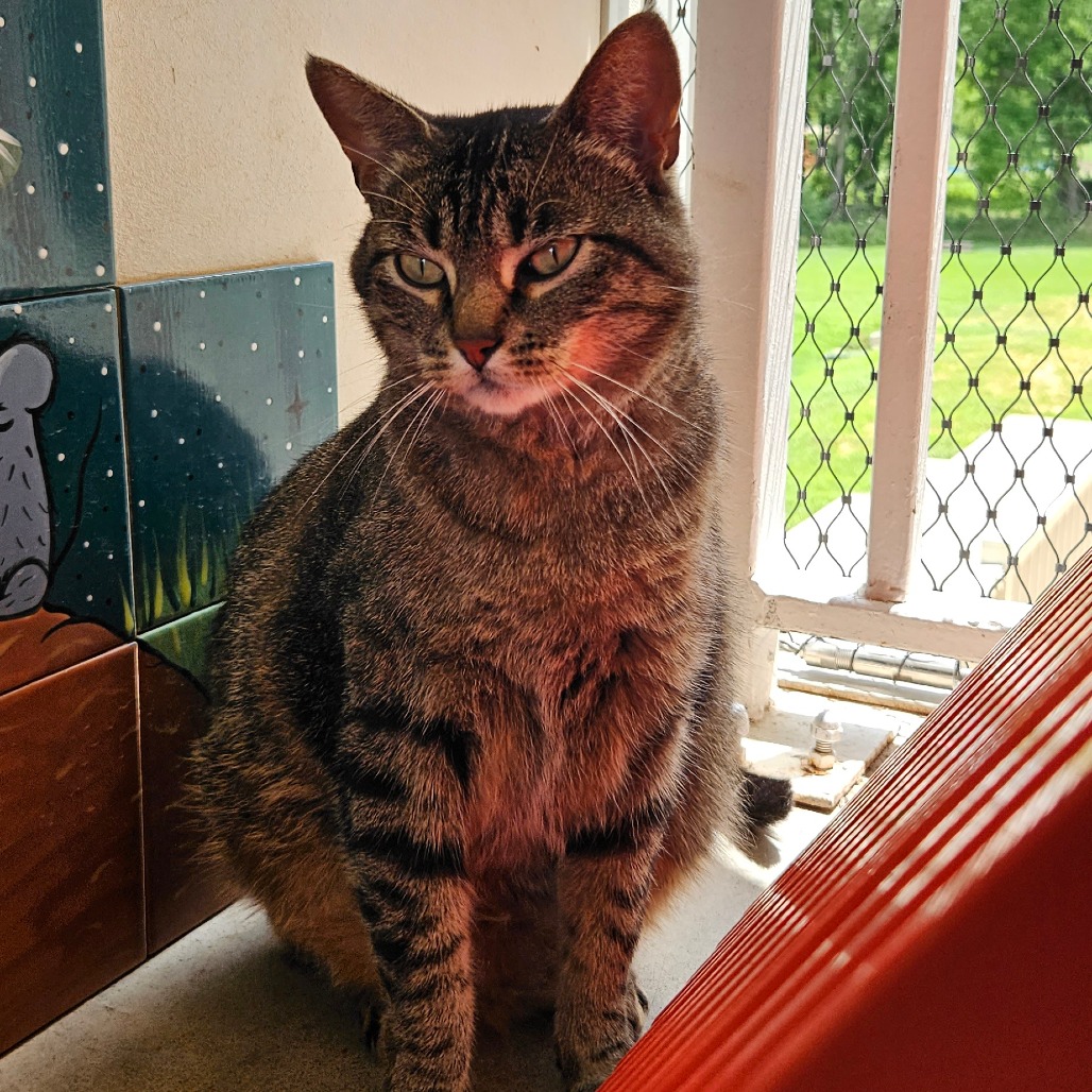 Poppy - Domestic Shorthair