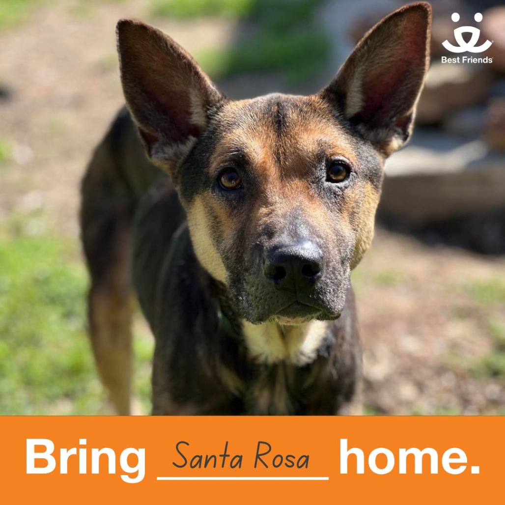 Santa Rosa - Shepherd, German/Mix