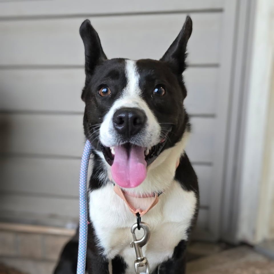 Cheerio - Mixed Breed (Medium)/None