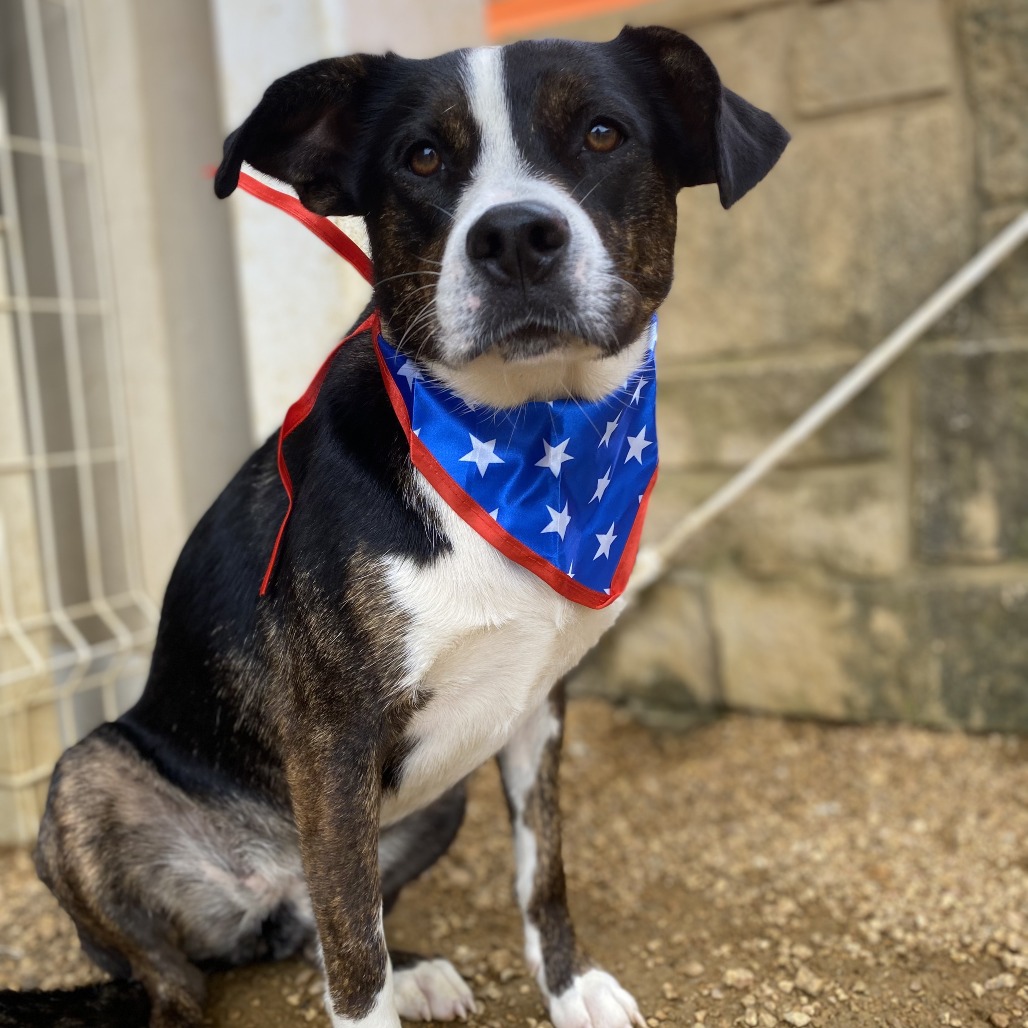 Quinn - Mixed Breed (Medium)/None