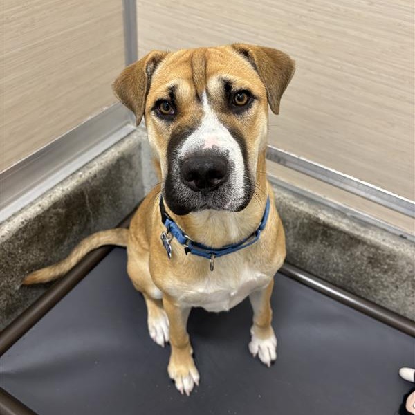 Florence - Terrier, American Staffordshire/Pei, Shar