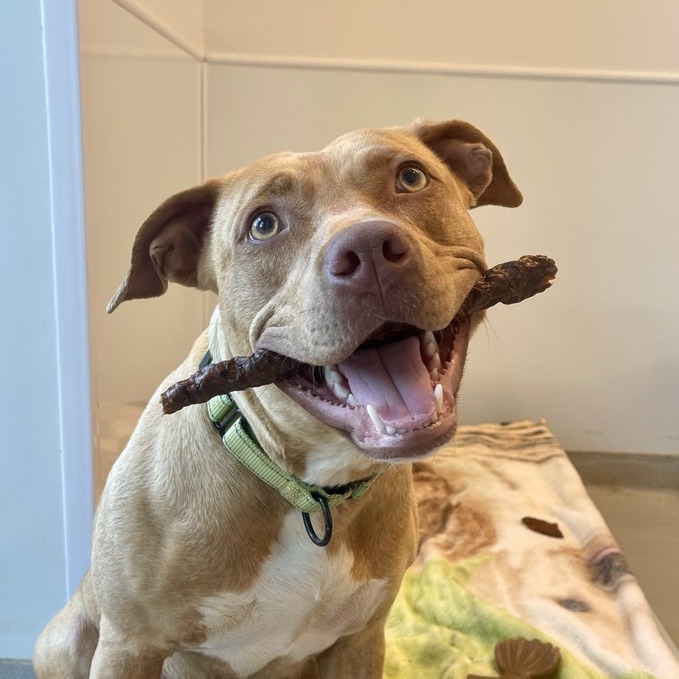 Marley - Mixed Breed (Large)