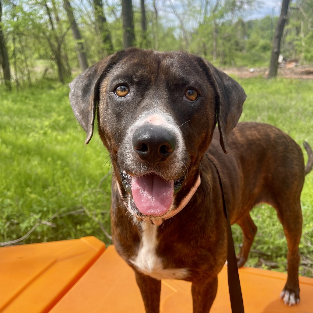 Calliope - Mixed Breed (Large)