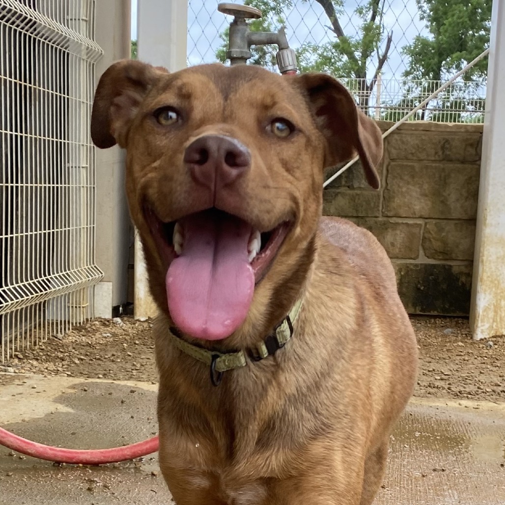 Otter - Mixed Breed (Medium)