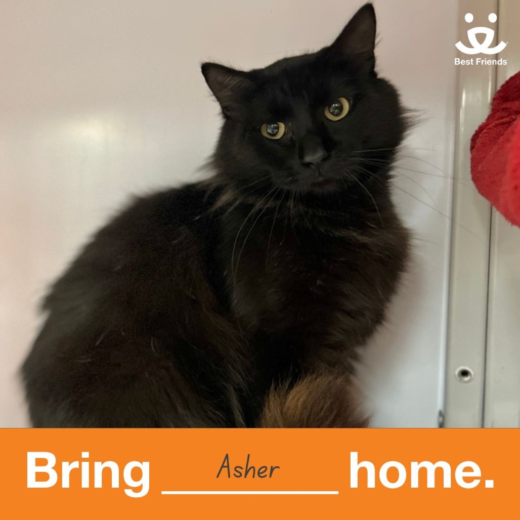 Asher - Domestic Medium Hair