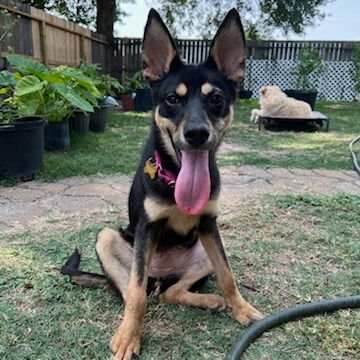 Love - Kelpie, Australian/Mix