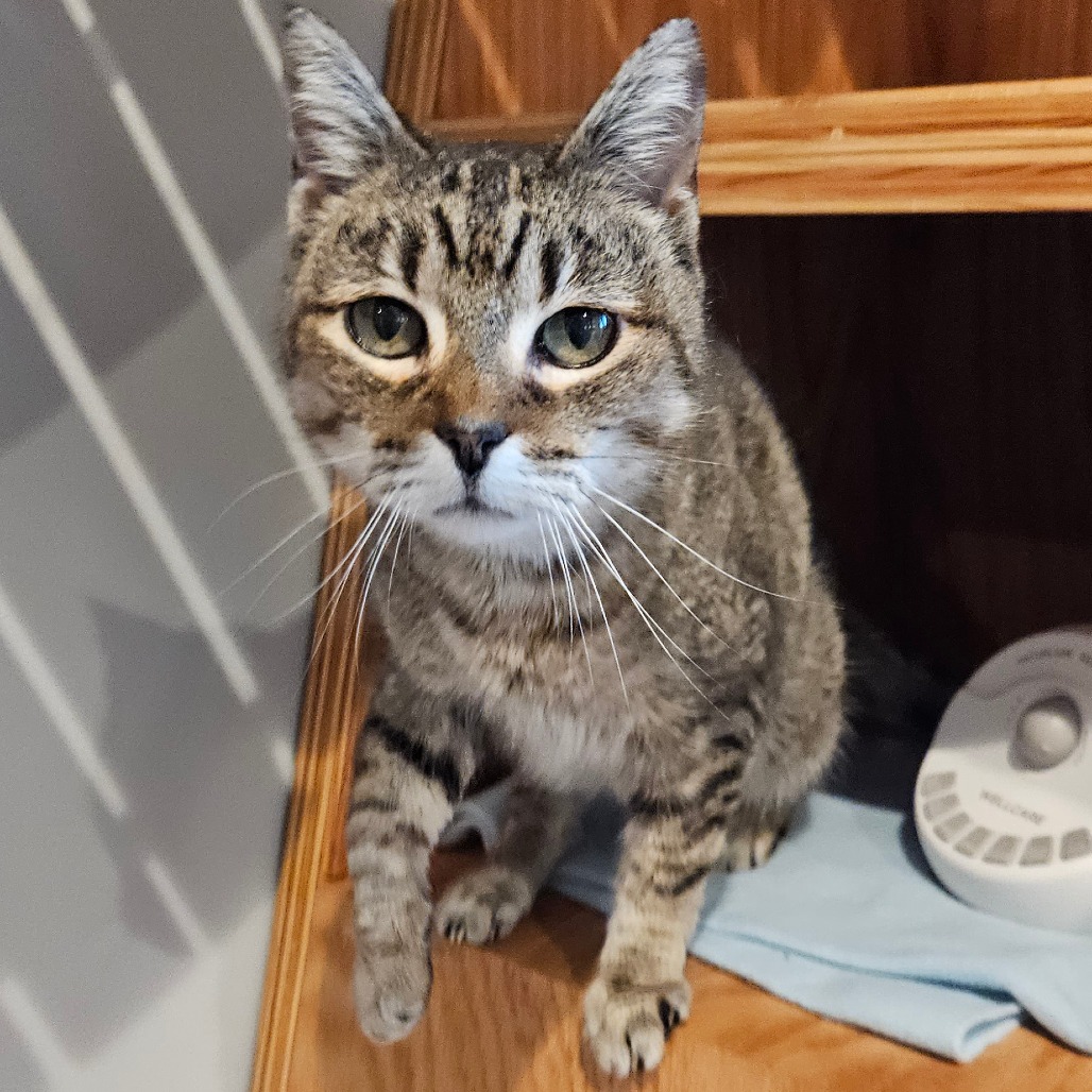 Val - Domestic Shorthair