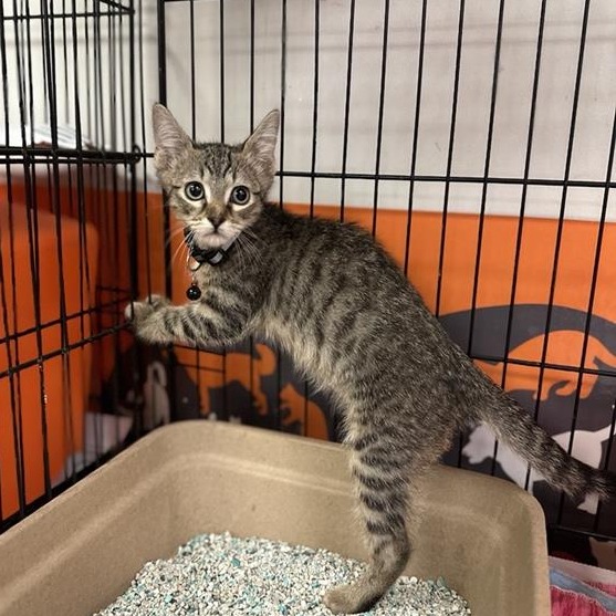 Indigo - Domestic Shorthair