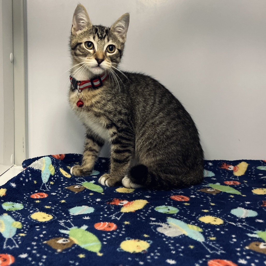 Copper - Domestic Shorthair