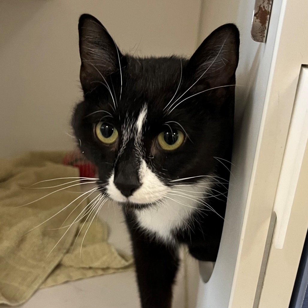 Cat Woman - Domestic Shorthair