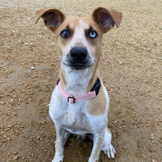 Cecilia - Mixed Breed (Medium)