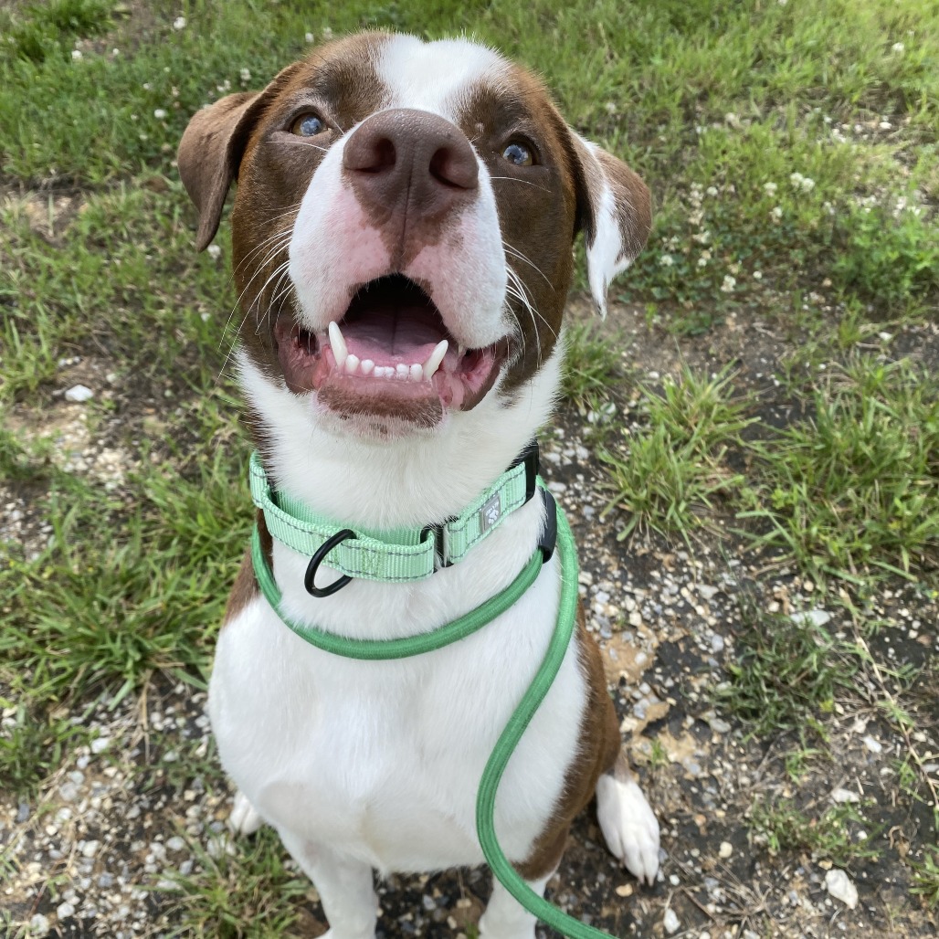 Buster - Mixed Breed (Medium)