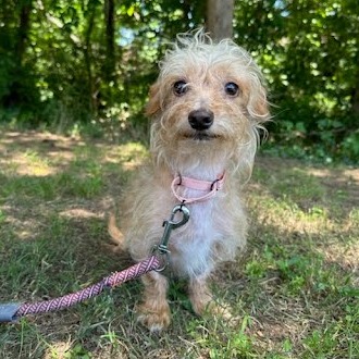 Patrick - Mixed Breed (Small)