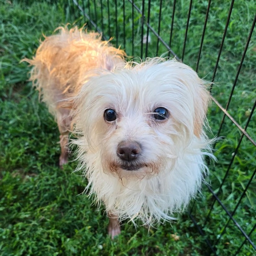 Penny - Mixed Breed (Small)