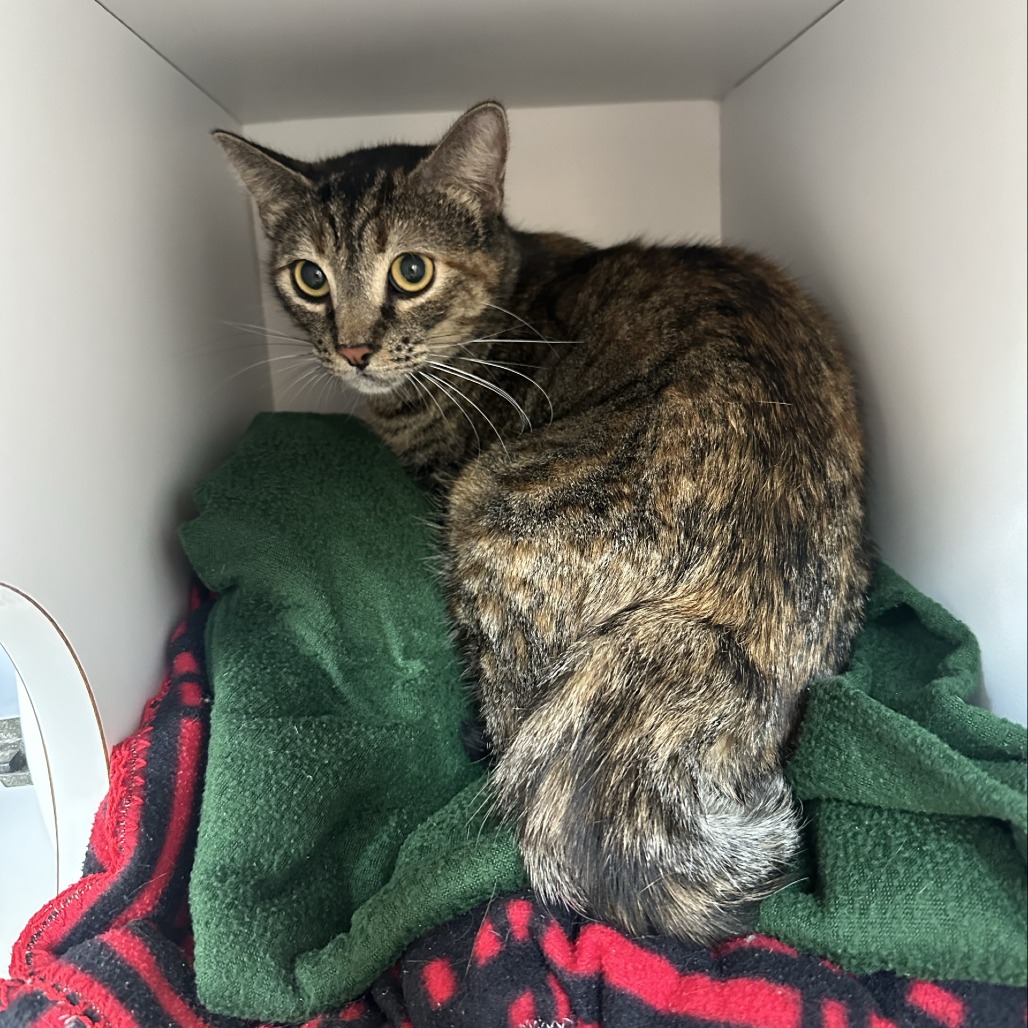 Briar - Domestic Shorthair