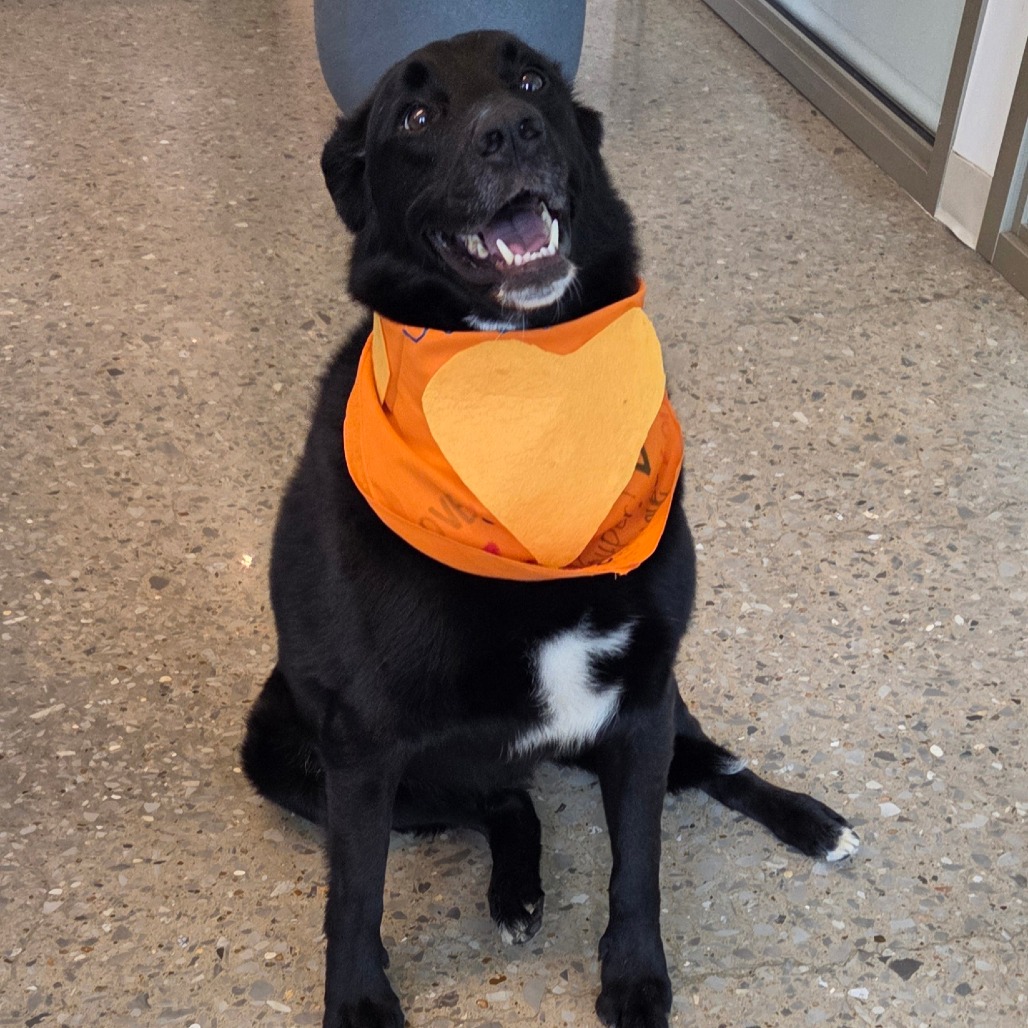 Badger - Mixed Breed (Large)