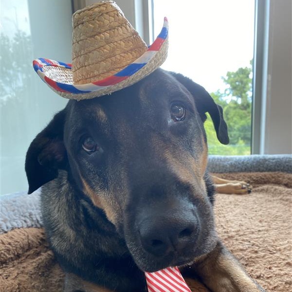 Scooby - Mixed Breed (Medium)