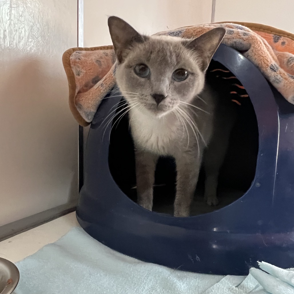 Cascade - Domestic Shorthair