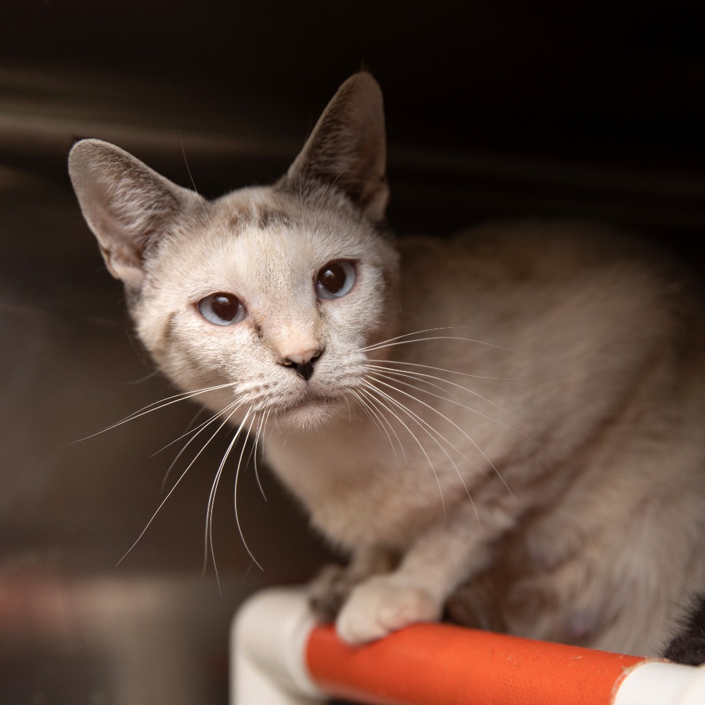 Elena - Domestic Shorthair