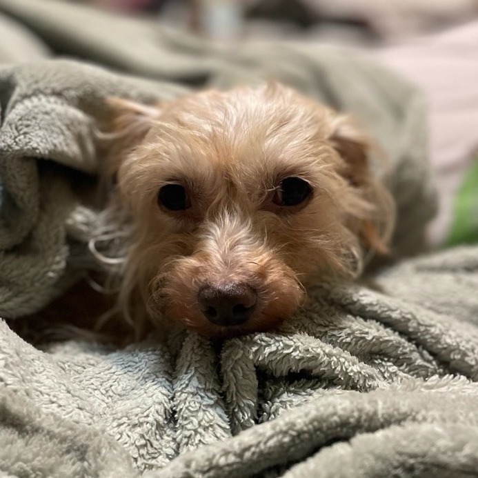 Mrs. Webb - Mixed Breed (Small)