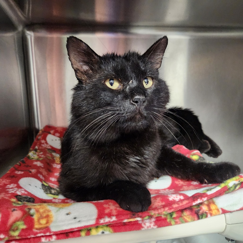 Rambo - Domestic Shorthair