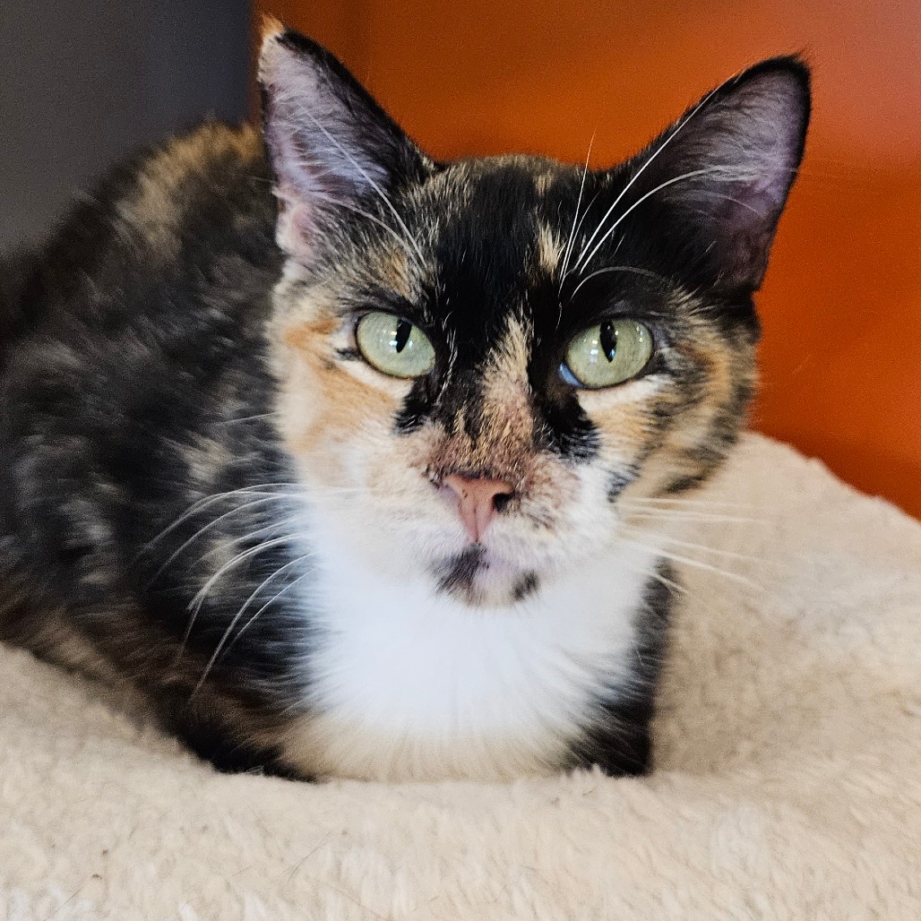 Chelley - Domestic Shorthair