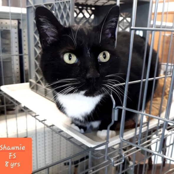Shawnie - Domestic Shorthair