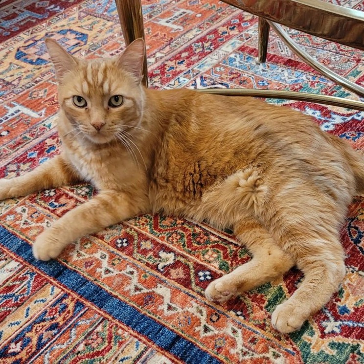 Carmine - Domestic Shorthair