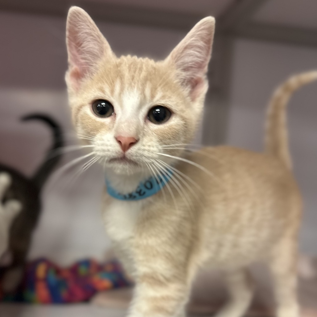 Malbec - Domestic Shorthair