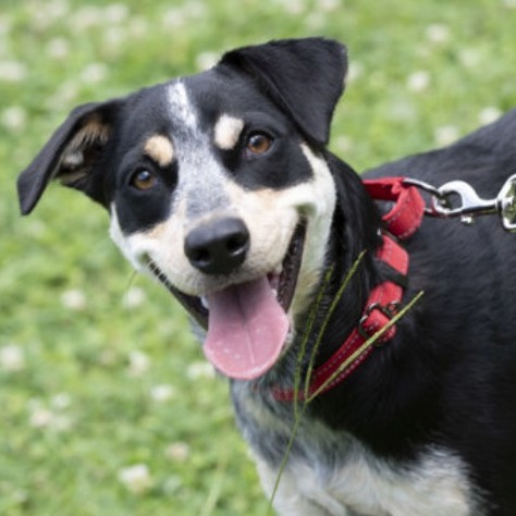 Millie Bobby Brown - Mixed Breed (Medium)