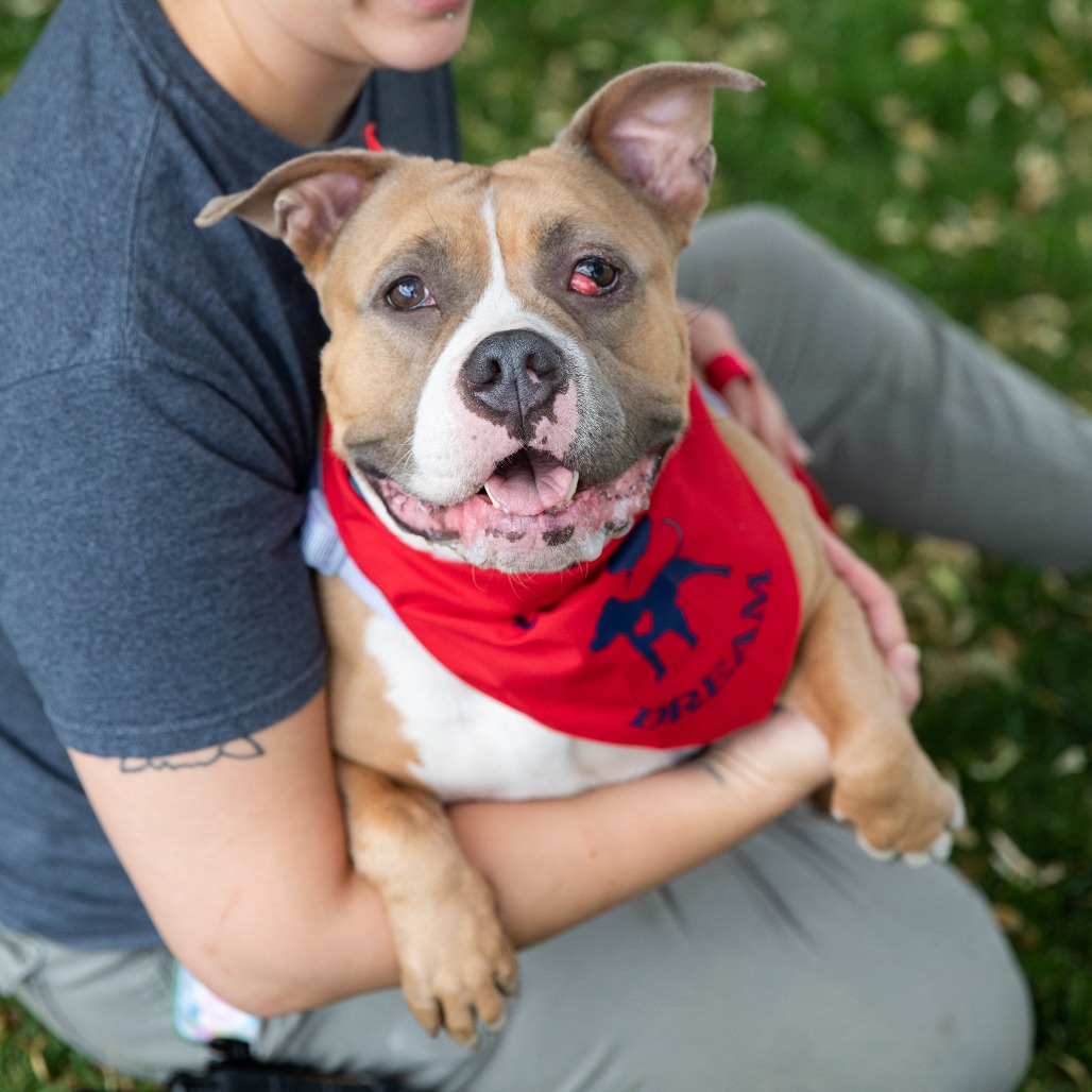 Vanilla Wafer - Mixed Breed (Medium)/Terrier, Pit Bull