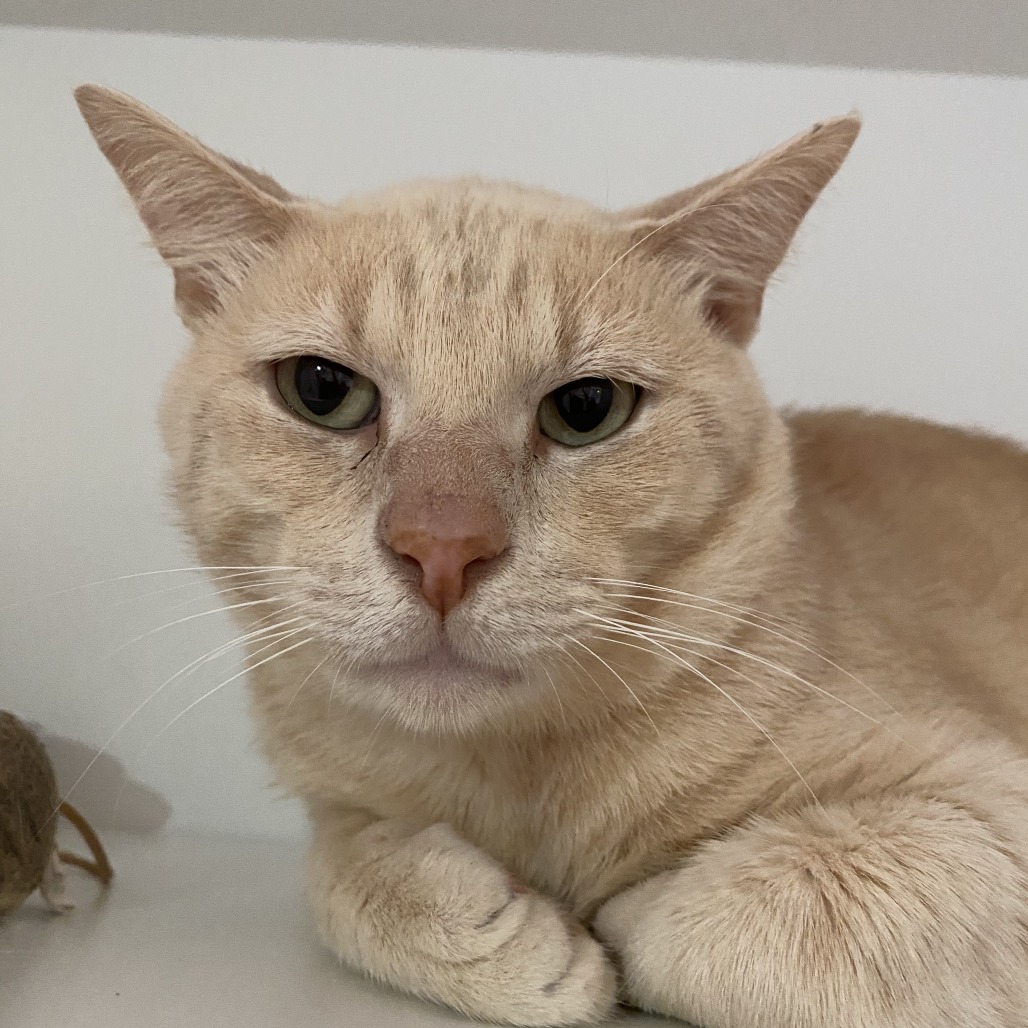 Sugar Ray - Domestic Shorthair