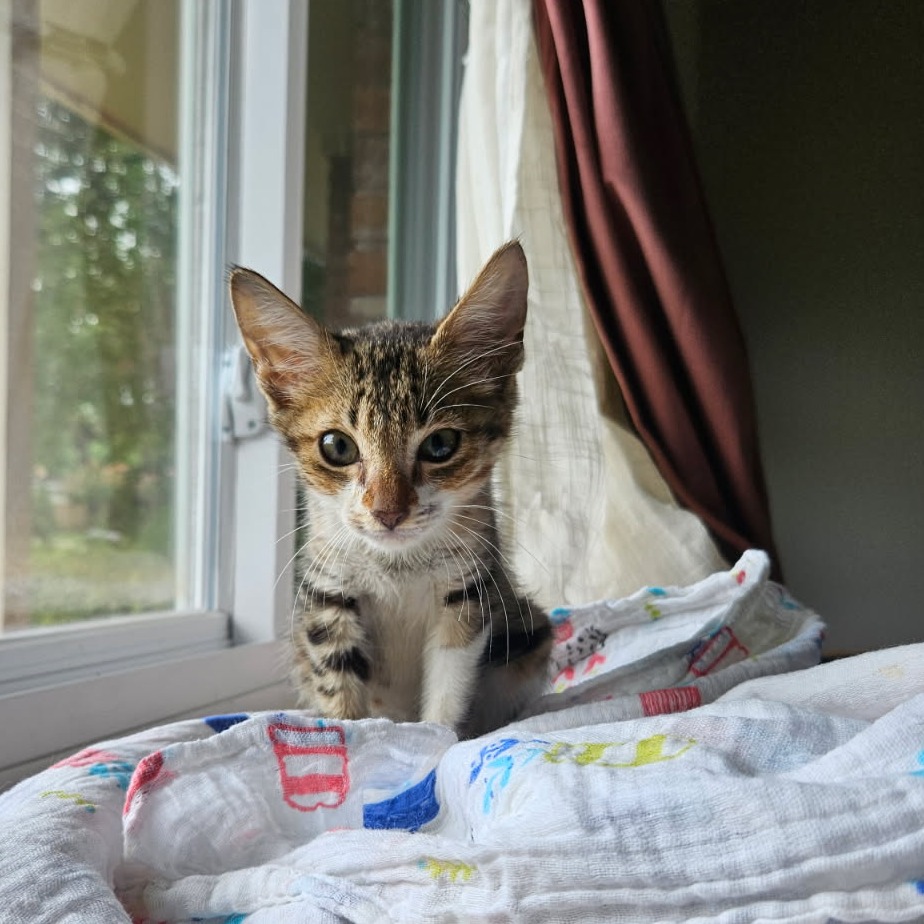 Podi - Domestic Shorthair