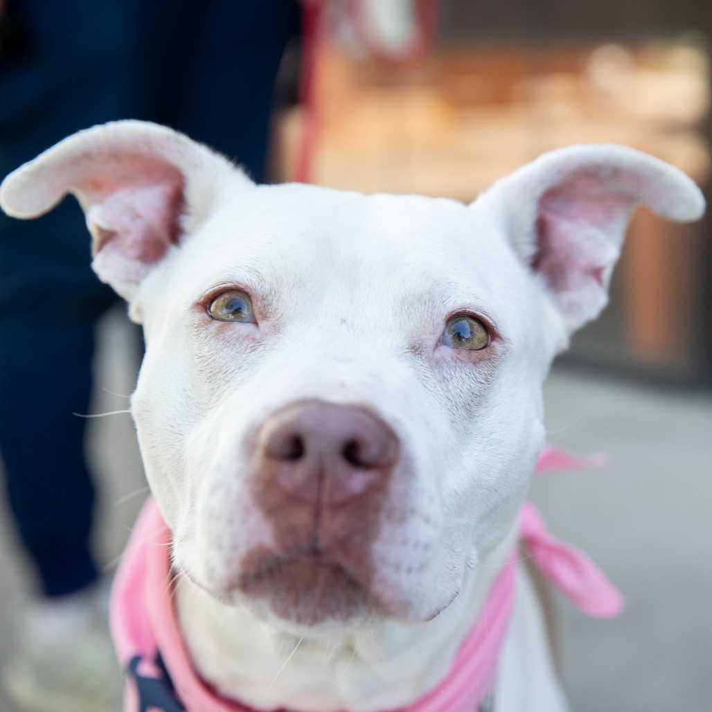 Frida - Terrier, American Pit Bull