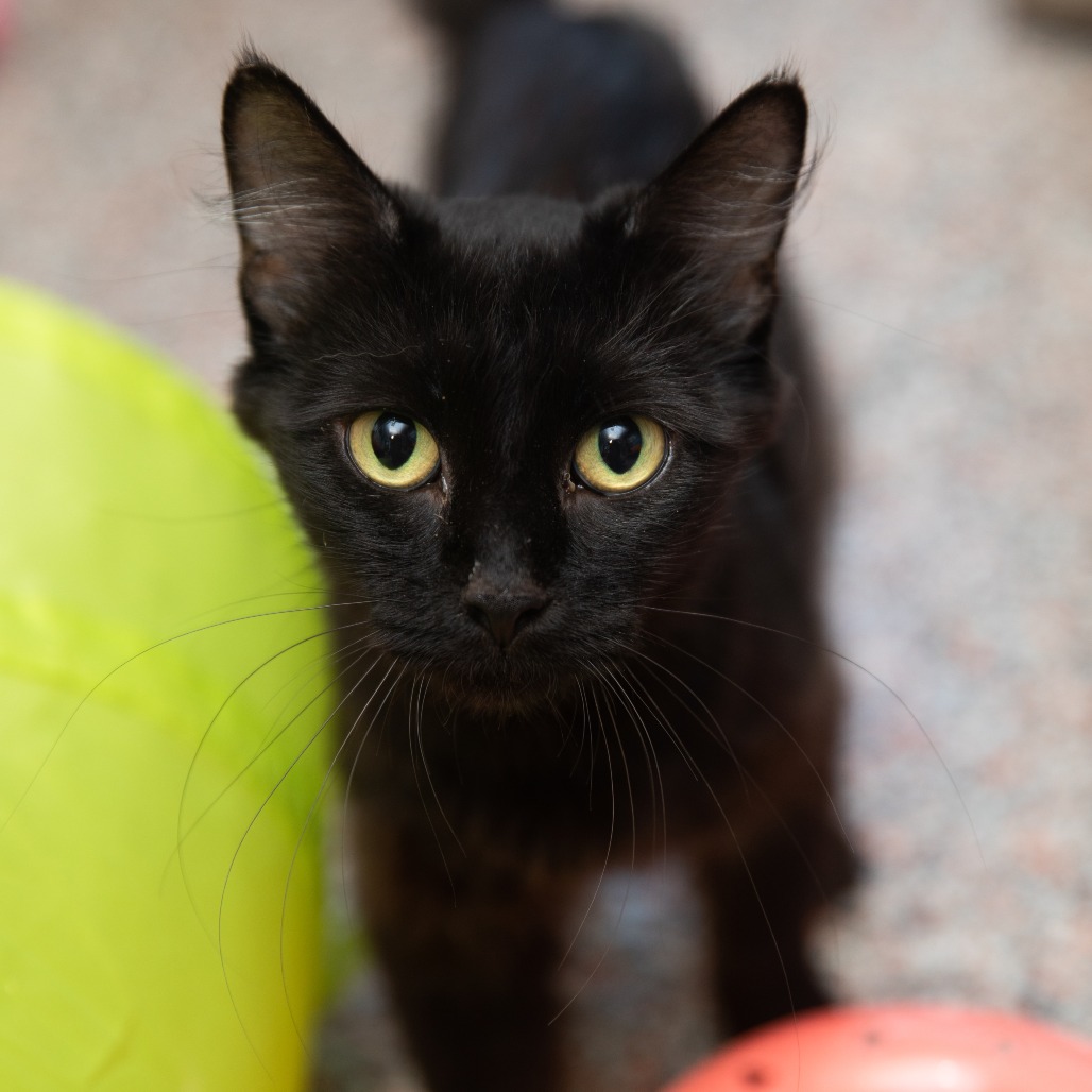 Muffin - Domestic Medium Hair