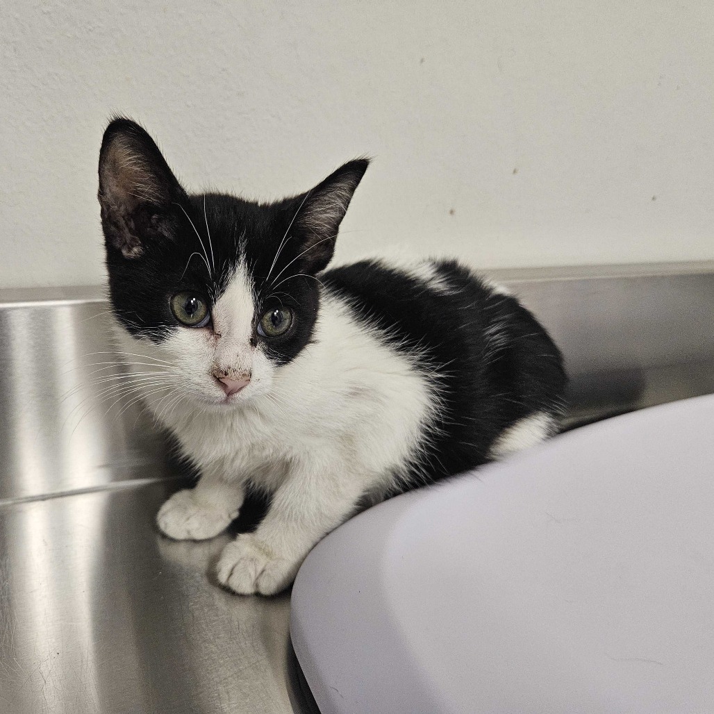 Ibis - Domestic Shorthair