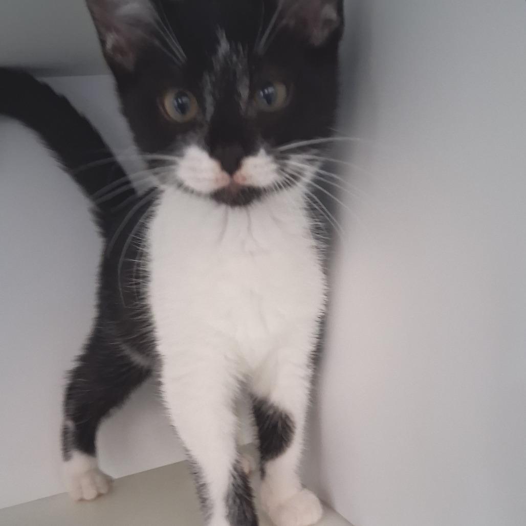 Capybara - Domestic Medium Hair