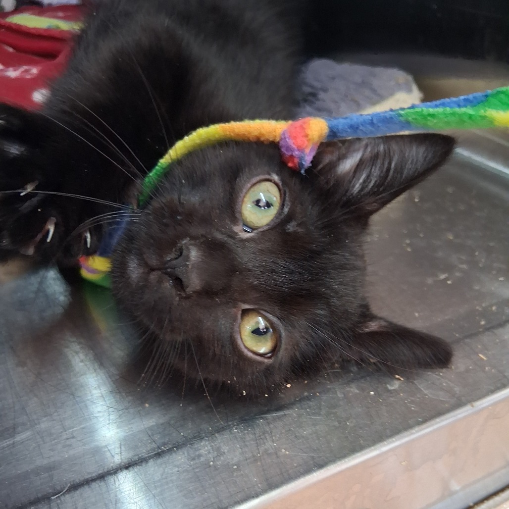 Lamont - Domestic Shorthair