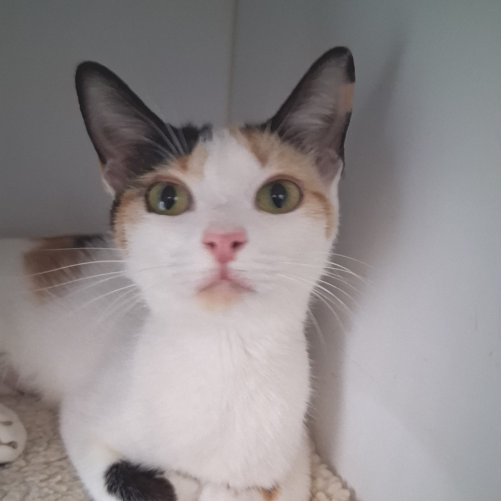 Callie - Domestic Shorthair