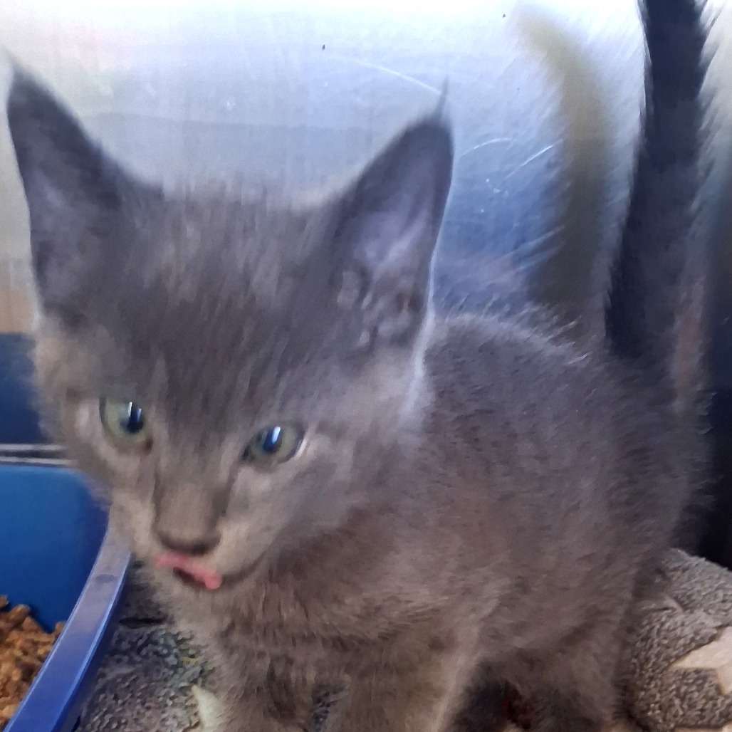 Aramis - Domestic Shorthair