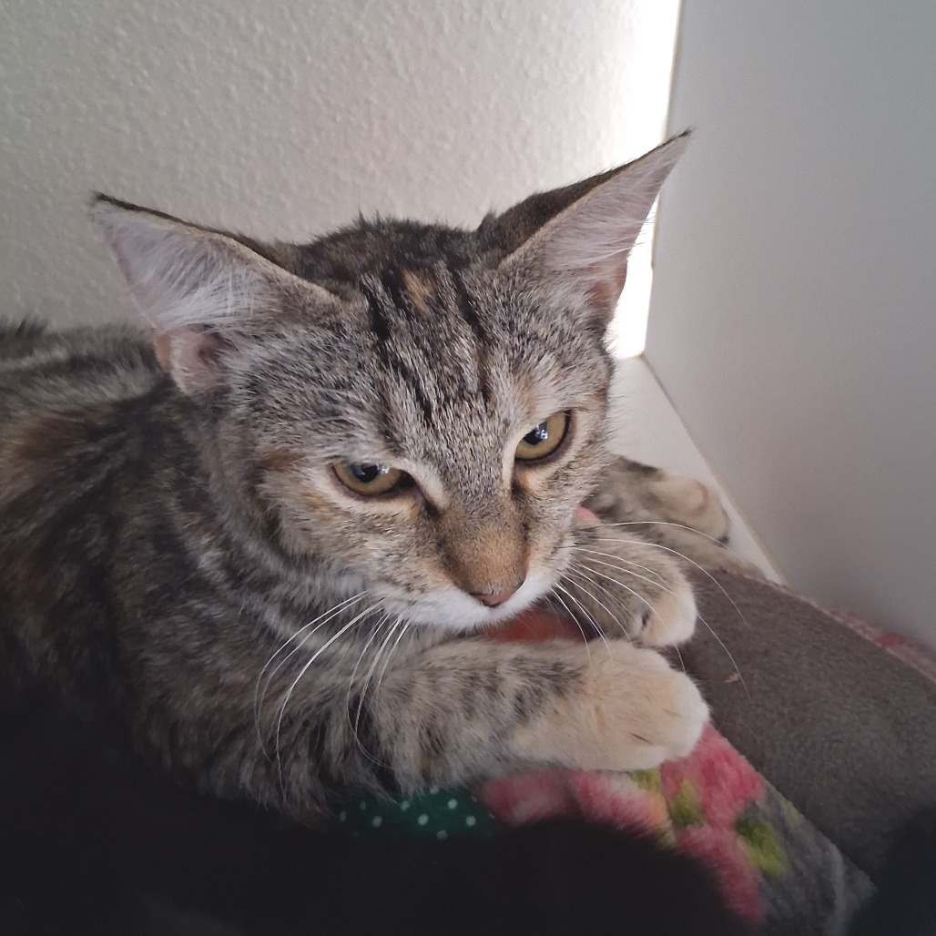 Madalyn - Domestic Shorthair