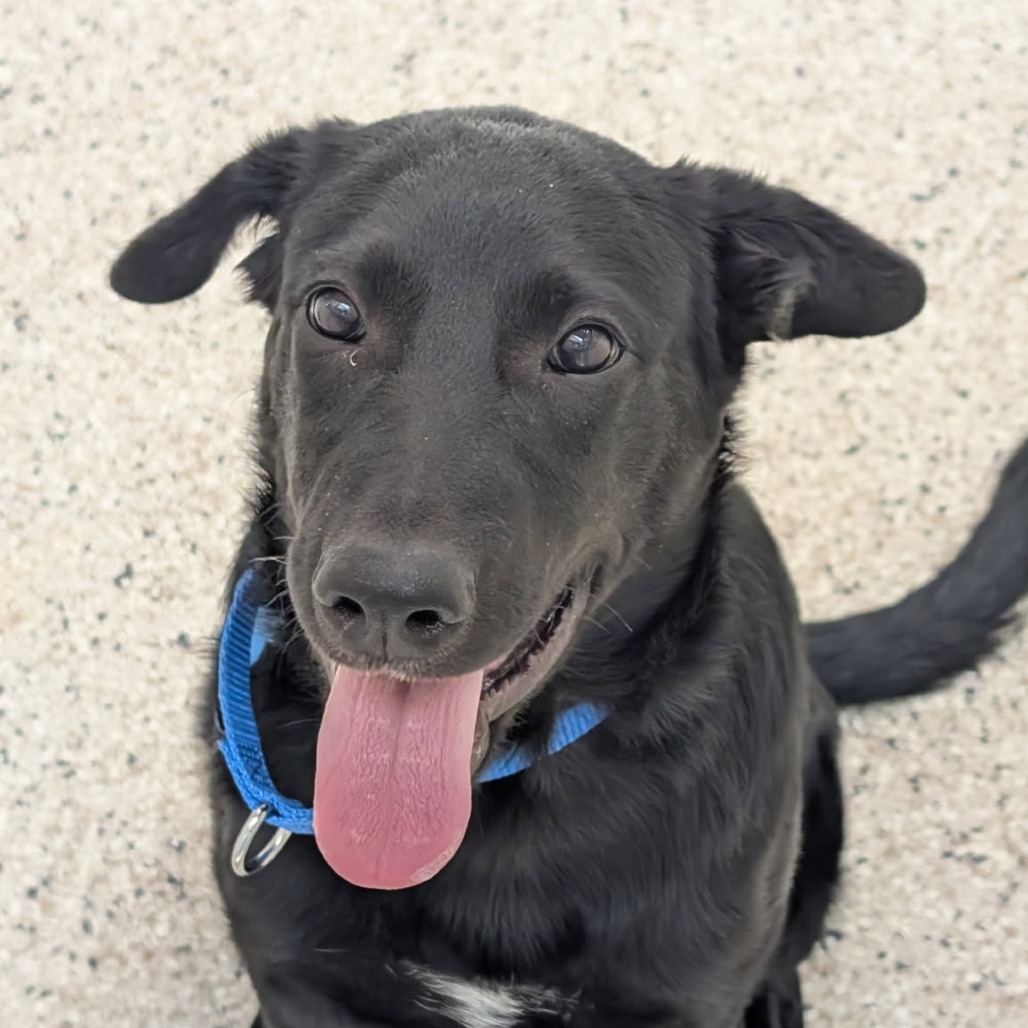 Firecracker - Retriever, Black Labrador/Mixed Breed (Medium)