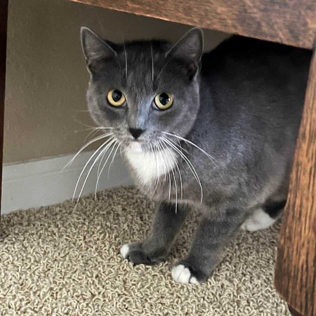 Rosie - Domestic Shorthair