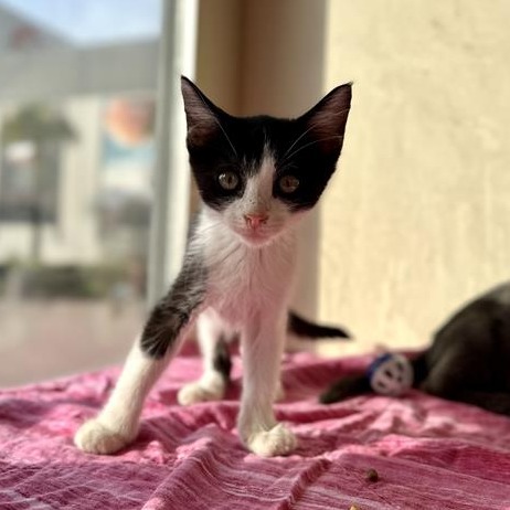 Mighty Mike - Domestic Shorthair