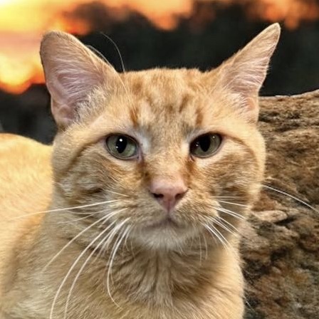 Cheeto - Domestic Shorthair